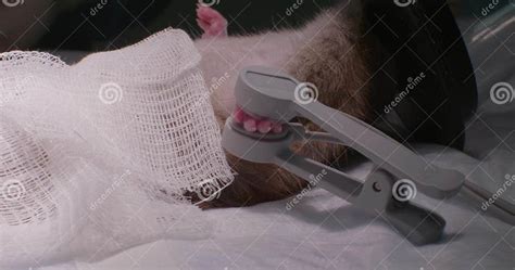 A Veterinarian Places An Anesthetic Mask On A Rat In Surgery Ensuring