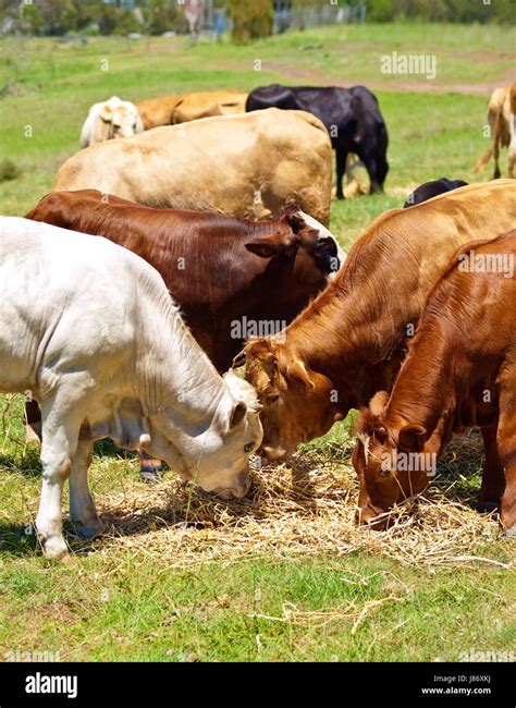 Brown Brownish Brunette Livestock Farm Cows Cattle Calves White Beef Stock Photo Alamy