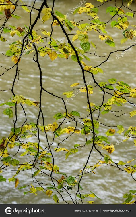 Naked Birch Tree Branches In Autumn Against Dark Background Stock Photo By Martinsvanags