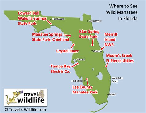 Where to See Manatees in the Wild – Travel For Wildlife