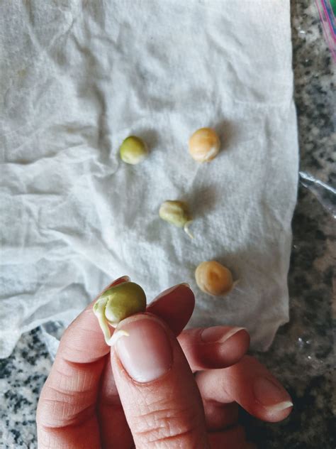 Germinating Seeds in Paper Towel Method (10 Tips) - Bunny's Garden