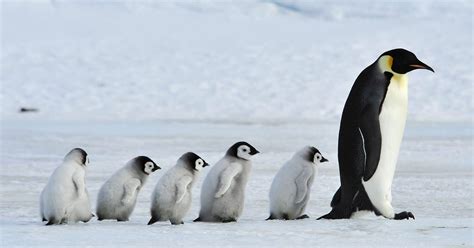 Baby Penguins: Ultimate Guide (with Pictures) | Birdfact