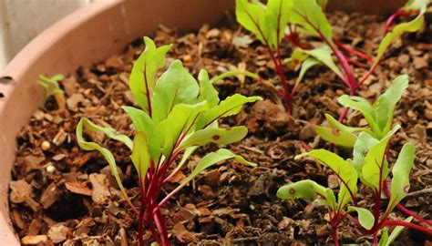 How To Grow And Care For Beets In Your Container Garden