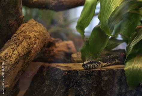 Snake in the terrarium Stock Photo | Adobe Stock