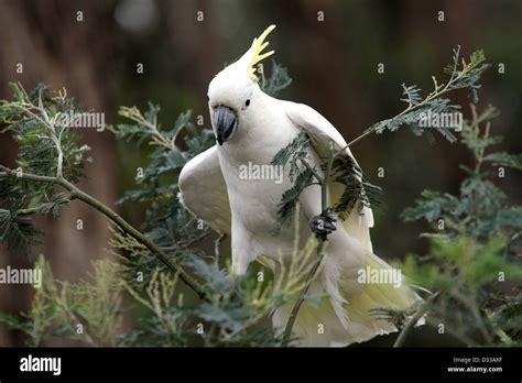 A Sulphur Crested Cockatoo Cacatua Galerita In A Tree With Its