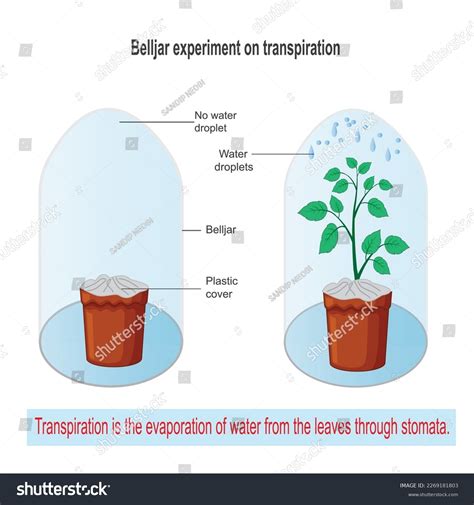 Explain Evaporation Transpiration At Jessica Bullard Blog