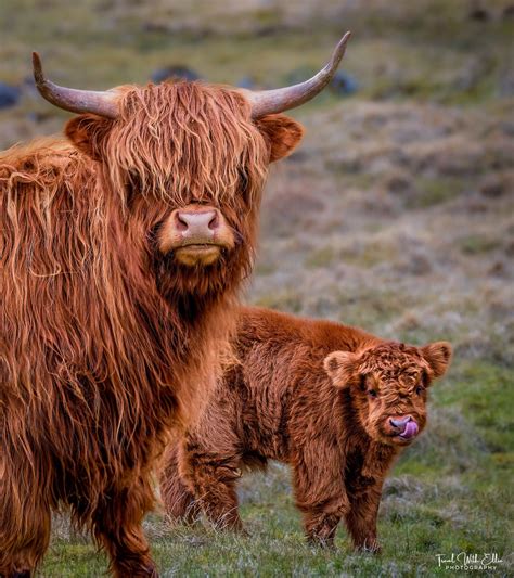 Highland Cow & Baby Photo: Faroe Islands Wall Art - Etsy