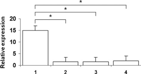 CYBB CYBA NCF 1 And NCF 2 Gene Expression In EBV Transformed