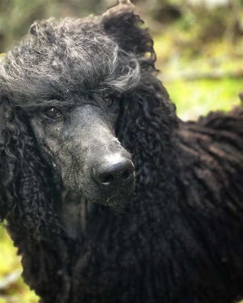 Can Standard Poodles Live Outside