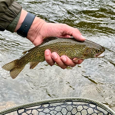 Fly Fishing The Arkansas Reel Chesapeake