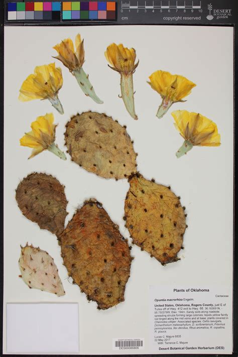 Opuntia macrorhiza, western prickly pear cactus, garden