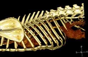 Pet CT Radiology | CT Scan for Pets