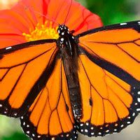 Dulcesita Hot Traviesa Arsmate