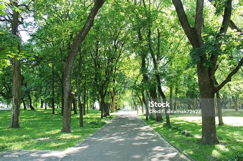 Taman Yang Indah Dengan Banyak Pohon Hijau Foto Stok - Unduh Gambar ...