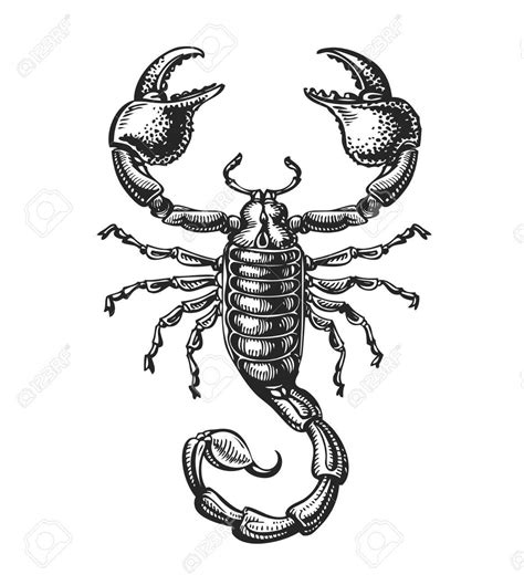 Realistic Scorpion Drawing At Getdrawings Free Download