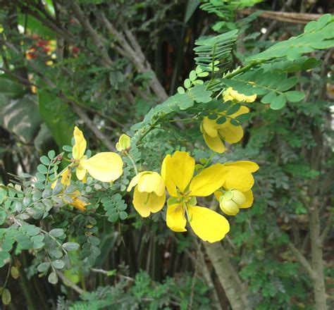 Cassia biflora – GrowTrinbago
