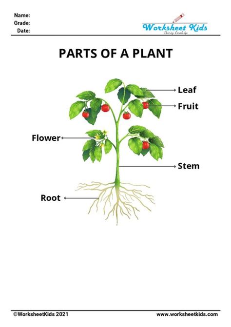 parts  plants   functions  kindergarten kids  worksheets