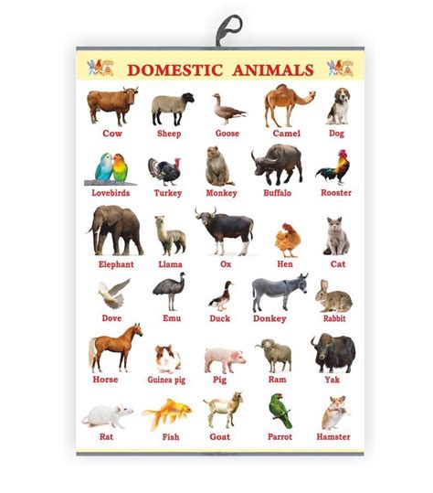 Domestic Animals Images Chart
