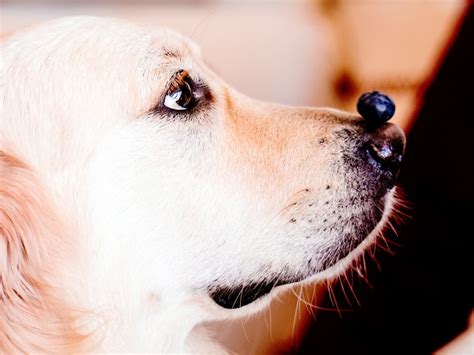 Blueberries for Dogs: Are They Safe and Healthy? | Spot Pet Insurance