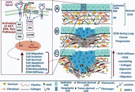 Frontiers | EGFR-Dependent Extracellular Matrix Protein Interactions