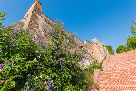 240 Maro Costa Del Sol Photos Stock Photos Pictures And Royalty Free