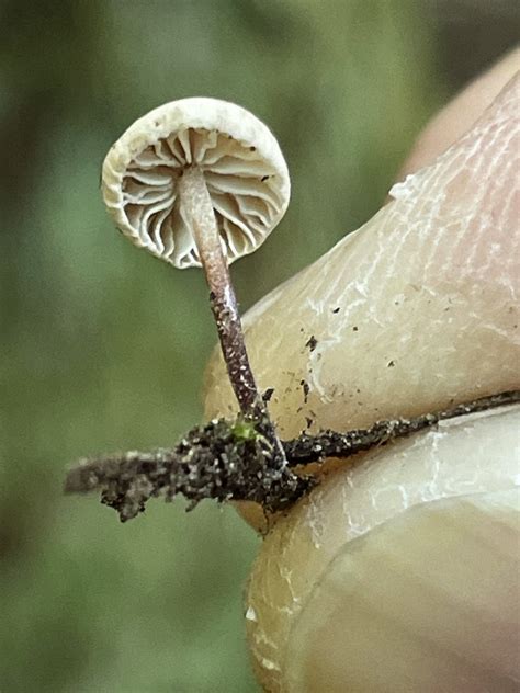 Collybiopsis Californica From Se Mount Si Rd North Bend Wa Us On