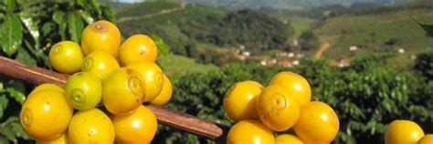 Сорта кофе и виды кофейных зерен: полная родословная кофейного дерева ...