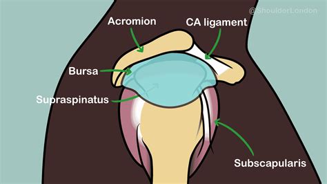 Subacromial Joint