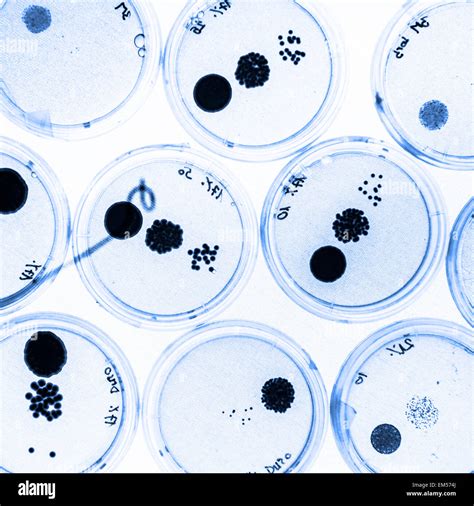 Bacteria Growing In Petri Dishes Hi Res Stock Photography And Images