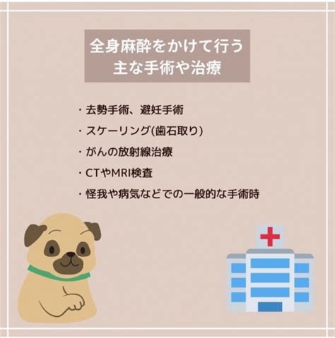 犬の全身麻酔のリスクを紹介！死亡率や対処法を徹底紹介！ ワンちゃん辞典 ワンタイム ペット情報発信サイト