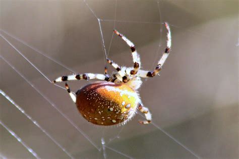 Pa Spiders Pictures Of Spiders In Pennsylvania Western Pest Services