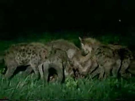 Lion vs. Hyena War - YouTube