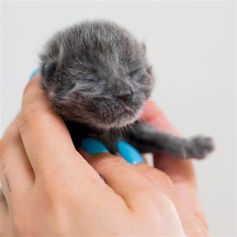 Devenez famille d accueil pour des chatons orphelins SPCA de Montréal