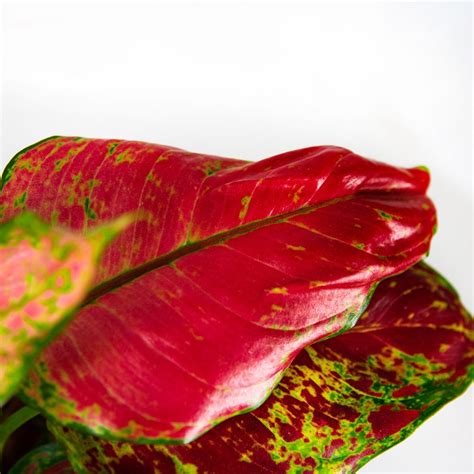 Аглаонема Фламинго Aglaonema Flamingo 30/12 — комнатное растение купить ...