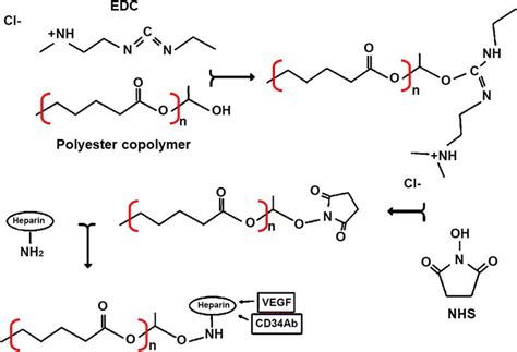 The Applied Reaction Of EDC NHS For The Heparin Cross Linking Via