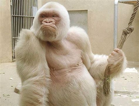 Magnificent Albino Gorilla Albino Gorilla Cute Baby Dogs Gorilla