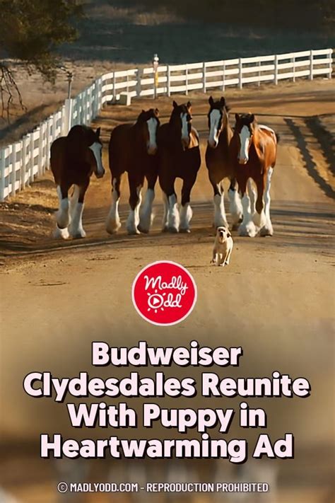 Budweiser Clydesdales Reunite With Puppy in Heartwarming Ad | Budweiser ...