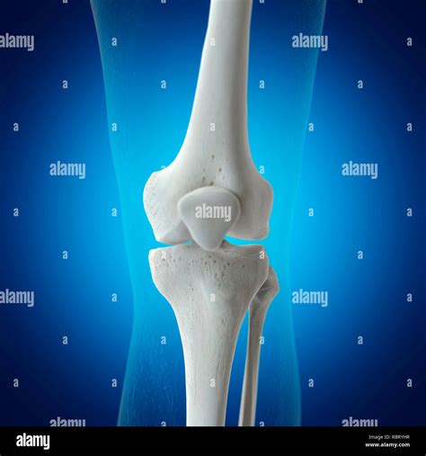 Illustration of the knee bones Stock Photo - Alamy