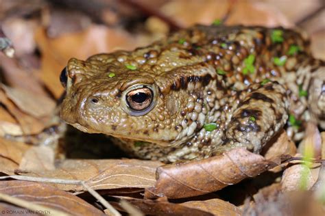 Crapaud Commun Bufo Bufo Mars 2023 Normandie Romain Van Royen