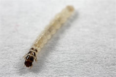 Arthropod Guide Key 5