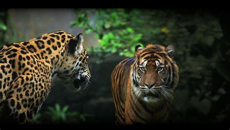 Jaguar Vs Tiger Fight