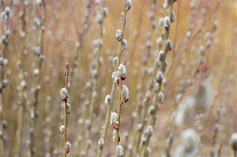 Premium Photo Pussy Willow Branches In Spring With Fluffy Catkins