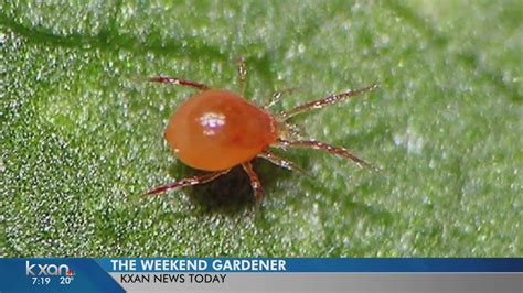 Weekend Gardener Preventing Spider Mites Youtube