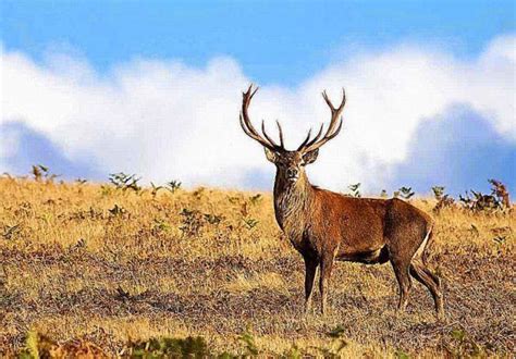 Марал - животное из семейства оленевых. Описание марала