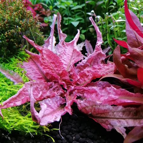 Cryptocoryne Flamingo | Aqualook.pl