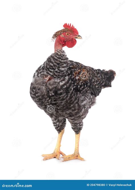 Naked Neck Rooster Isolated On White Stock Photo Image Of Isolated Breed