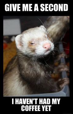 200 Ferret love ideas | ferret, cute ferrets, pet ferret