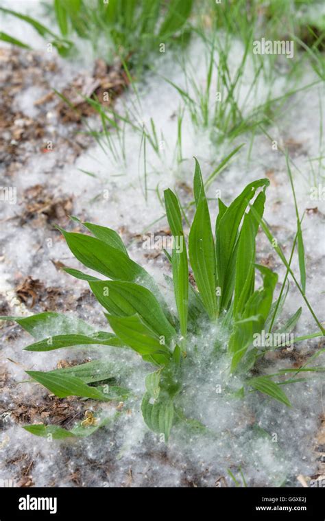 Cottonwood tree pollen hi-res stock photography and images - Alamy