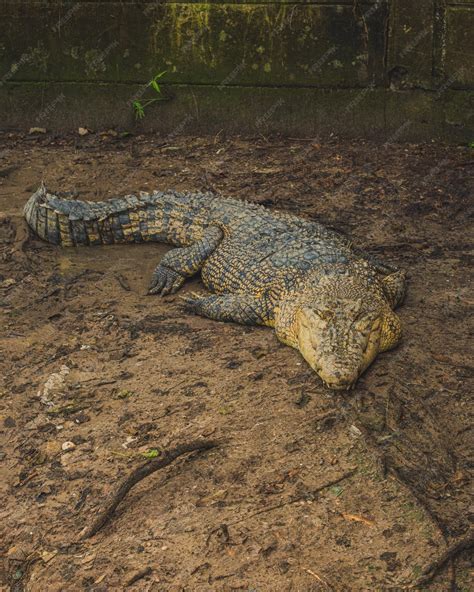 Premium Photo Borneo Saltwater Crocodile Or Crocodylus Raninus Is