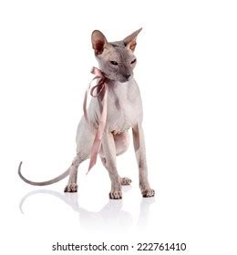 Bald Cat Cat Breed Sphinx Naked Stock Photo Shutterstock